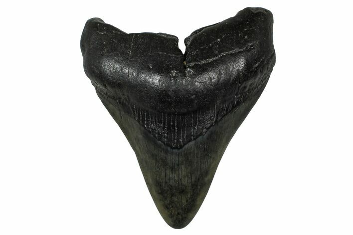Fossil Megalodon Tooth - South Carolina #374750